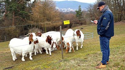 Využití chytrého elektrického ohradníku ve SCHOKu - Chytrá Farma