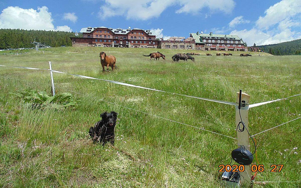 "In hilly terrain, it was not a problem to check the fence remotely using a remote control"

 says Vít Karbusický from FARMY HUCUL 