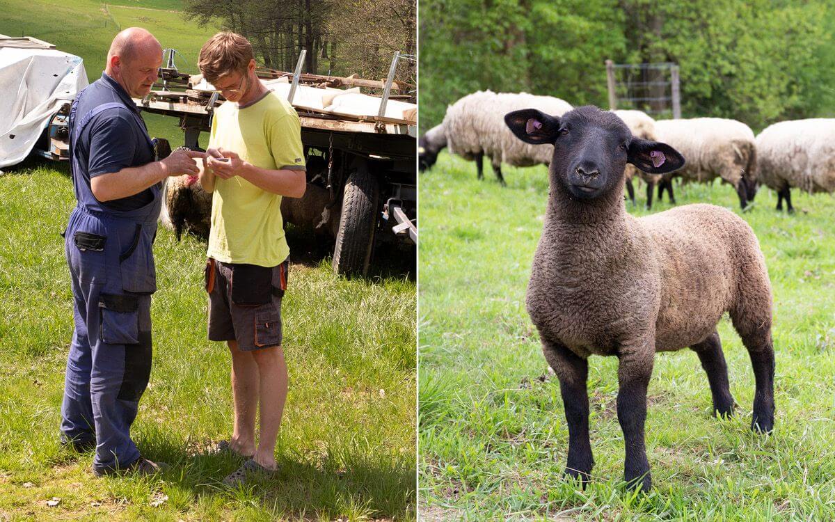 Smart Farm with fencee Cloud app at the sheep Farm Petrlak