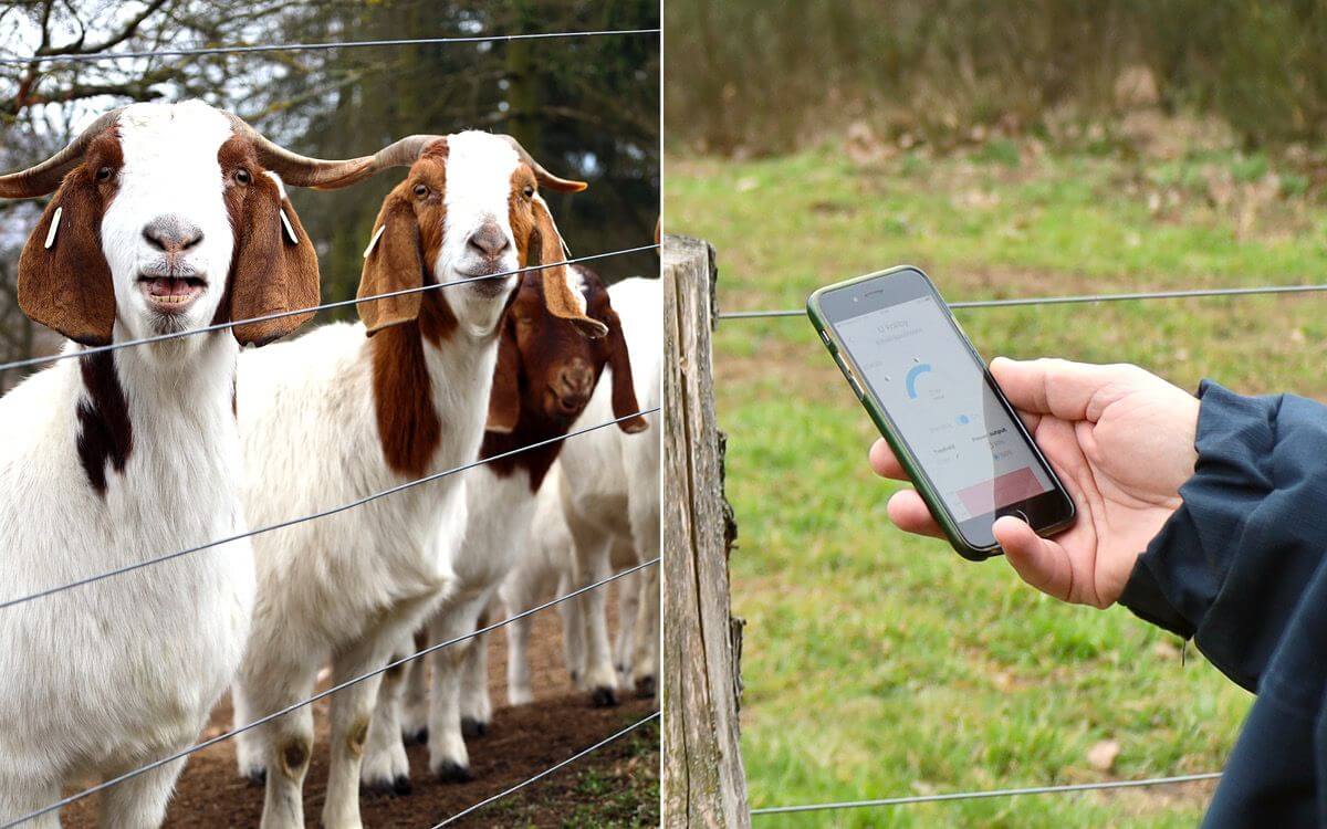 Smart Farm fencee protects animals in the Sheep and Goat Farmers' Association