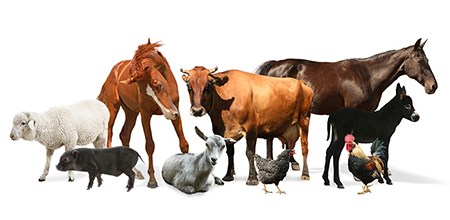 Electric fence energizers sorted by kind of animal