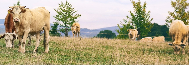 Control electric fences with your mobile phone