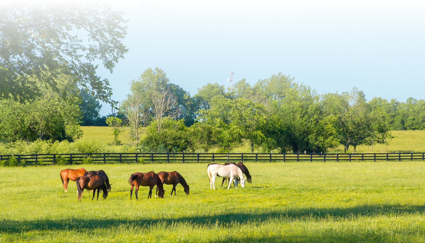 Your horse, always in sight