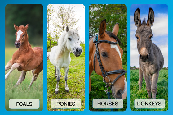 Smart GPS Tracker for horses fencee EquiGPS Track