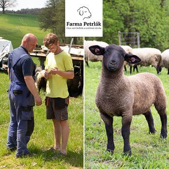 Smart Farm with fencee Cloud app at the sheep Farm Petrlak