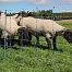 Blue electric fence net for sheep, height 108 cm, length 50 m