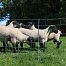 Blue electric fence net for sheep, height 108 cm, length 50 m