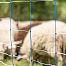 Blue electric fence net for sheep, height 90 cm, length 50 m