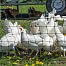 Electric fence net for poultry, height 120 cm, length 50 m