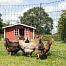 Electric net STANDARD for poultry, height 112 cm, length 25 m, 1 spike