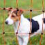 Poultry electric fence net, height 112 cm, length 50 m