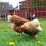 Poultry electric fence net, height 112 cm, length 50 m
