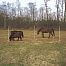 Electric fence net for horse, height 145 cm, length 50 m