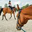 Smart GPS Tracker for horses fencee EquiGPS Track