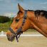 Smart GPS Tracker for horses fencee EquiGPS Track