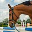 Smart GPS Tracker for horses fencee EquiGPS Track