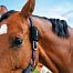 SafeWrap protection strap for fencee EquiGPS Track