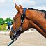 SafeWrap protection strap for fencee EquiGPS Track