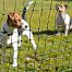 Green net STANDARD for electric fence for dogs, rabbits, cats, height 65 cm, 25 m, 1 spike