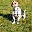 Green net STANDARD for electric fence for dogs, rabbits, cats, height 65 cm, 25 m, 1 spike