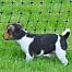 Green net STANDARD for electric fence for dogs, rabbits, cats, height 65 cm, 25 m, 1 spike