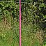 Plastic post for electric fence, length 156 cm, 11 eyelets, pink