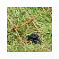 Set of electric fence for poultry - protection against fox, marten, cat - DUO energizer + net 50 m, 112 cm