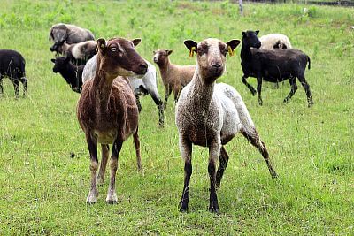 Adorable Shetland Sheep