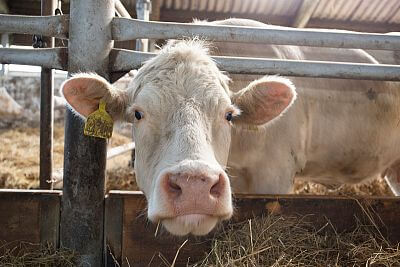 Agricultural Cooparetive Vlkov under the supervision of Smart Farm