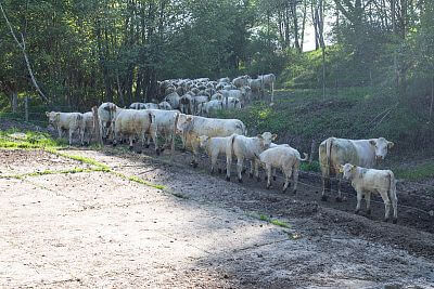 Agricultural Cooparetive Vlkov under the supervision of Smart Farm
