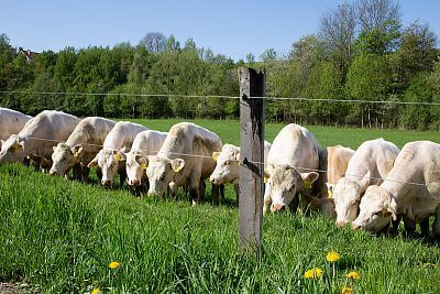 Agricultural Cooparetive Vlkov under the supervision of Smart Farm