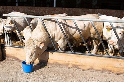Agricultural Cooparetive Vlkov under the supervision of Smart Farm
