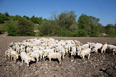 Agricultural Cooparetive Vlkov under the supervision of Smart Farm