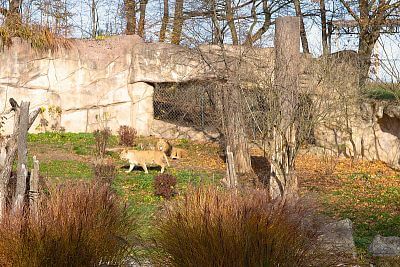 An enclosure for lions surrounded by a massive rock on one side