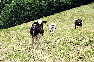 Electric fence for cattle