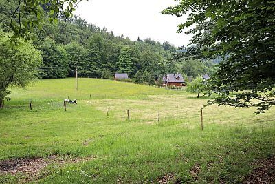 Electric fence for cattle