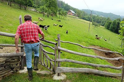 Electric fence for sheeps