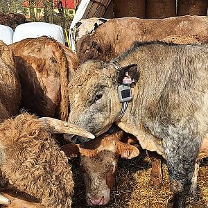 Features of the tracking collar fencee GPS FX10