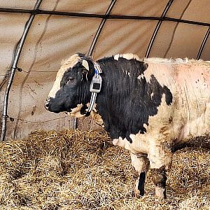 Features of the tracking collar fencee GPS FX10