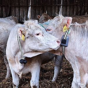 Features of the tracking collar fencee GPS FX10