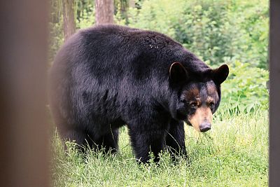 Installation of Smart Farm fencee Cloud in Olomouc Zoo