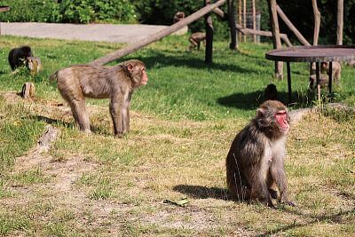 Installation of Smart Farm fencee Cloud in Olomouc Zoo