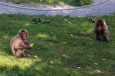 Installation of Smart Farm fencee Cloud in Olomouc Zoo