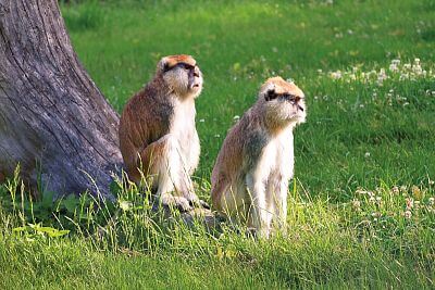Installation of Smart Farm fencee Cloud in Olomouc Zoo