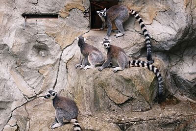 Installation of Smart Farm fencee Cloud in Olomouc Zoo