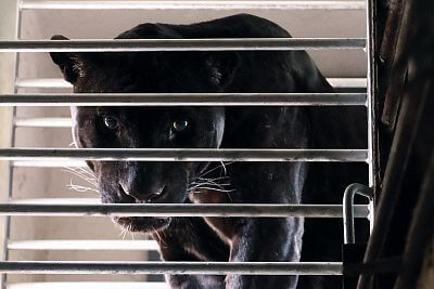 Installation of Smart Farm fencee Cloud in Olomouc Zoo