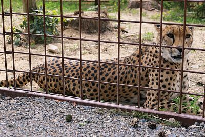 Installation of Smart Farm fencee Cloud in Olomouc Zoo