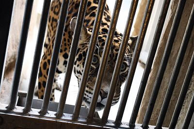 Installation of Smart Farm fencee Cloud in Olomouc Zoo