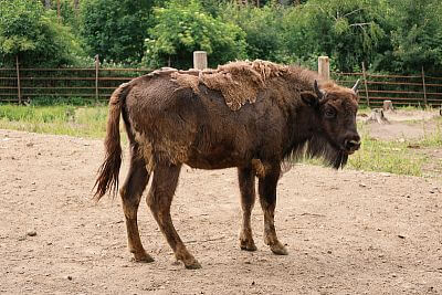 Installation of Smart Farm fencee Cloud in Olomouc Zoo