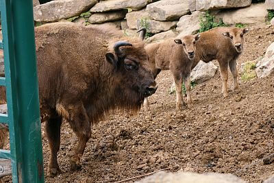 Installation of Smart Farm fencee Cloud in Olomouc Zoo